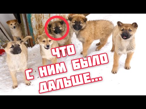 Видео: Щенок из холодного сарая на Юг в частный дом.