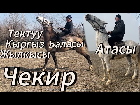Видео: Жаныш балбандын Атынын баласы сатылат