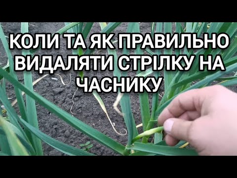 Видео: Когда и как ПРАВИЛЬНО удалить стрелку НА ЧЕСНОКЕ