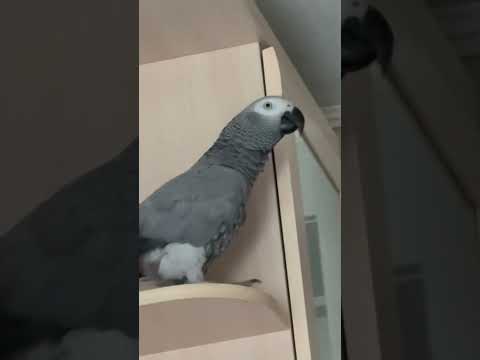 Видео: 9 ноября 2025 г.