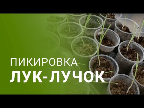 Видео: Эх, лук-лучок. Пикировка лука EXHIBITION. #рассада2023 #семена