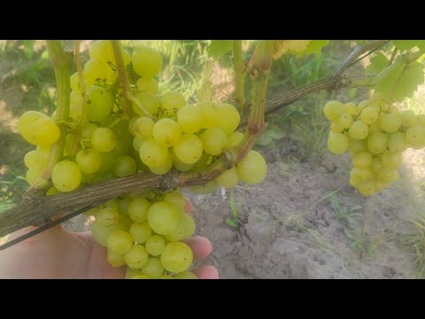 Видео: Виноградник на 15.08.25 в Беларуси. (Житковичи)