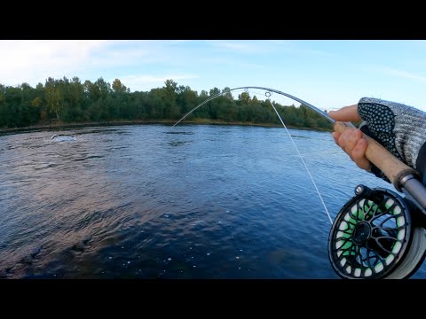 Видео: Волшебное утро рыбалки на лосося в Форшаге