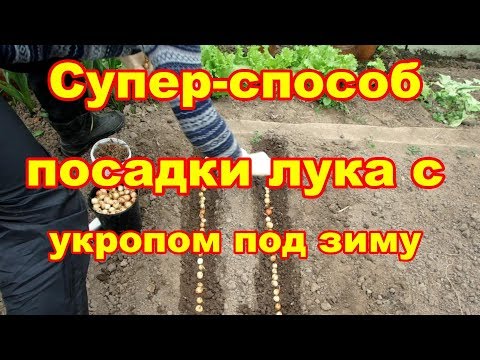 Видео: Супер  способ посадки лука-севка с укропом под зиму с защитой от мышей, проволочника и т д