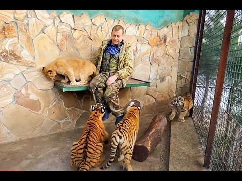 Видео: Мы с львёнком ОТБИВАЕМСЯ ОТ ТИГРОВ )))