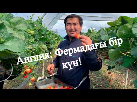 Видео: Англия: фермадағы бір күн. Клубника, голубика жинау. | Сбор клубники/голубики в Англии