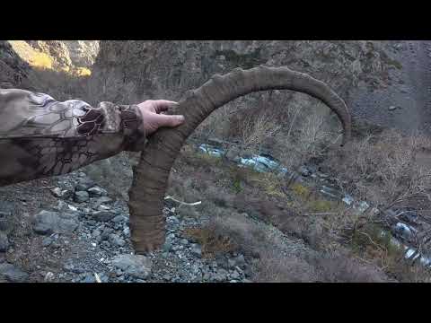 Видео: В поисках трофейного османа в горах Джунгарского Алатау 
