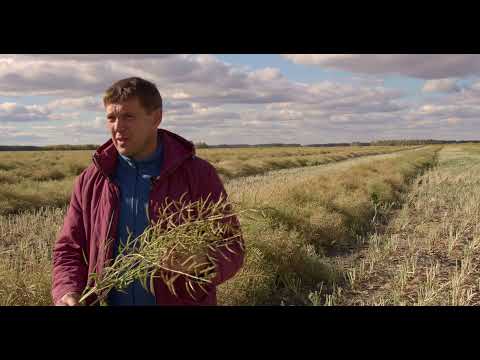 Видео: Яровой рапс в системе севооборота. Технология No-Till на практике.