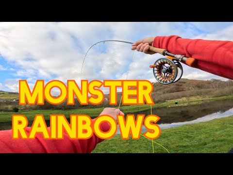 Видео: Радужные монстры в Dare Valley Big Fishery UK. Ловля форели нахлыстом в неподвижной воде. #рыбалк...