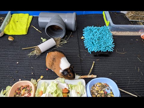 Видео: Полная уборка в вольере с морскими свинками (ускоренное) / Full cleaning of the guinea pigs C&C cage