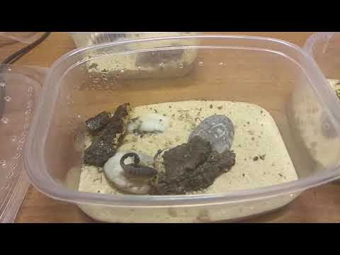 Видео: Скорпионы пустыни. Как содержать? Ньюансы