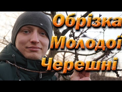 Видео: Обрезка черешни на урожай после посадки. Обрезка однолетней і двухлетней черешни. СУБТИТРЬІ