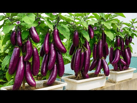 Видео: Озеленение балкона: собирайте тонны баклажанов из горшков!