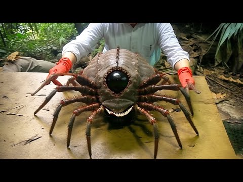 Видео: Самый Редкий Паук в Мире