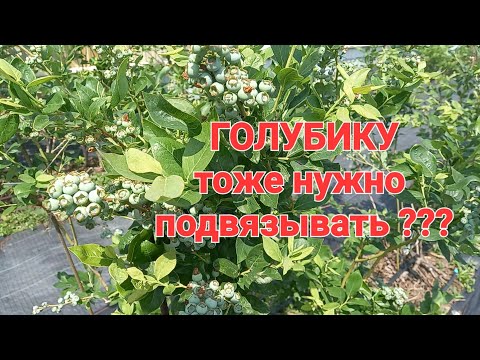 Видео: Начинаю подвязку голубики. Немного про полив и вредителей.