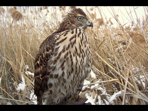 Видео: Соколиная охота: Соколиные ястребки #соколиная охота