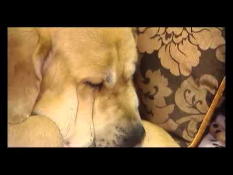 Видео: Испанский мастиф