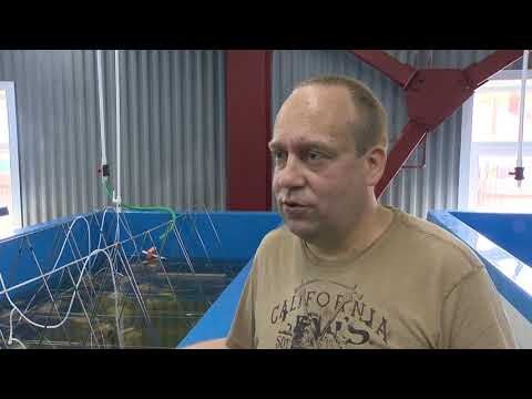 Видео: Морская. Технологии марикультуры