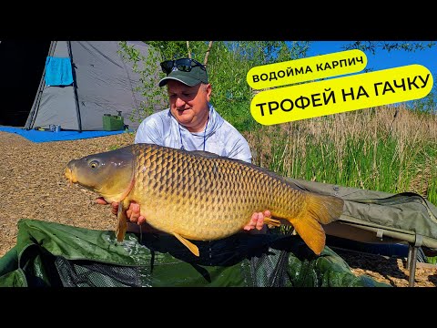 Видео: ТРОФЕЙ НА ГАЧКУ. Весняна рибалка на Карпичі
