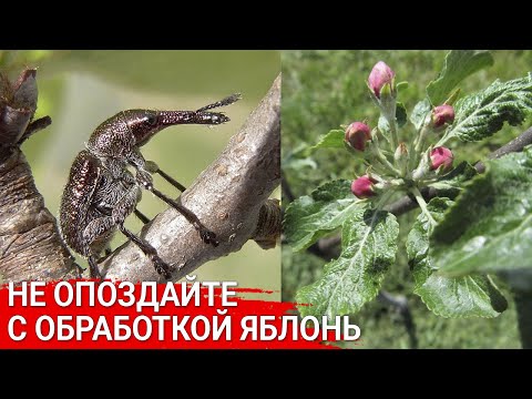 Видео: НЕ ОПОЗДАЙТЕ с обработкой яблонь