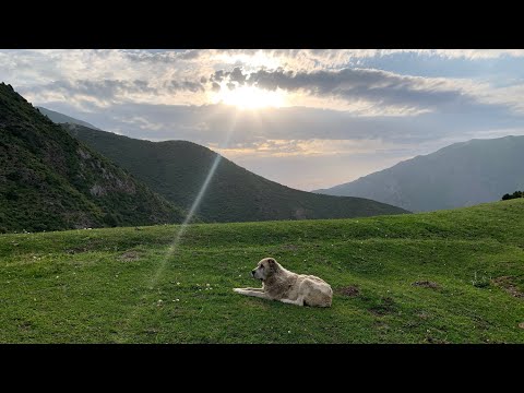 Видео: Жайлоо / Алай Арпатектир