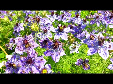 Видео: Посейте эти цветы под зиму! Неприхотливые цветы, которые можно посеять в грунт под зиму в саду