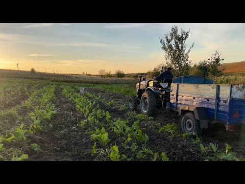 Видео: Столько едва влезшего картофеля на прицеп‼️ прицепное под автомобильный прицеп