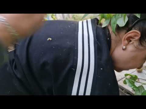 Видео: Собрали больше ,чем планировали! Персики + виноград