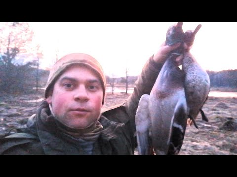Видео: Вечерка на реке и добыча селезней двух видов уток.Весенняя охота 2024.