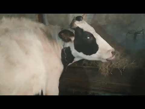 Видео: Молоко из автоклава❗ стояло 7 месяцев!