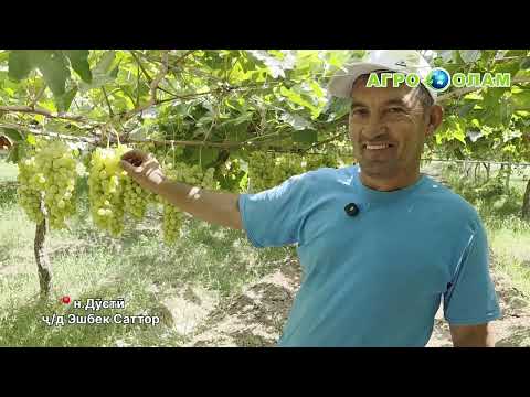 Видео: 🍇 Ҷиликул узуми (ҷ/д Эшбек Саттор)@agroolam.t  #агроолам #узум #ангур