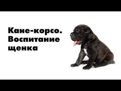 Видео: Воспитание щенка Кане-Корсо