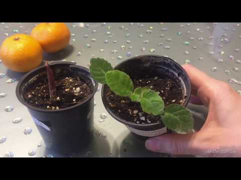 Видео: Как сохранить глоксинии зимой? Укладываем спать