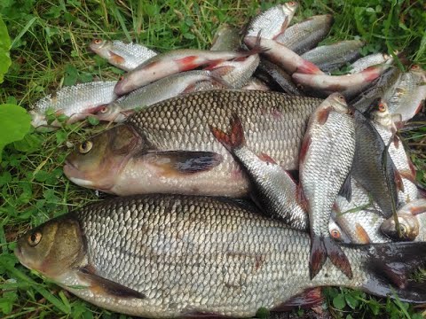 Видео: Крупный язь на поплавочную удочку! Вот это рыбалка!