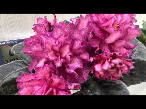 Видео: Фиалки, предложение деток🤝🤗