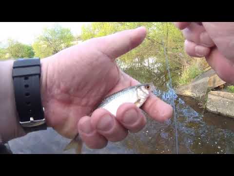 Видео: Мормышинг. Black Adder 1,68 /  0,5- 1.5  и  Black Adder 1,8 / 0,5-1,8 гр