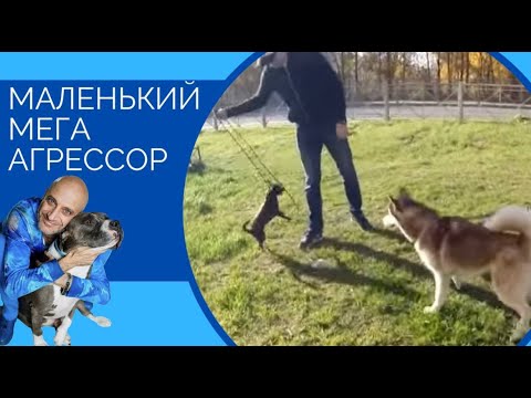 Видео: Маленький мега агрессор (Чихуахуа) Small exceedingly aggressive chihuahua