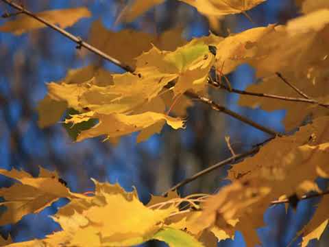 Видео: И. Бунин. Листопад