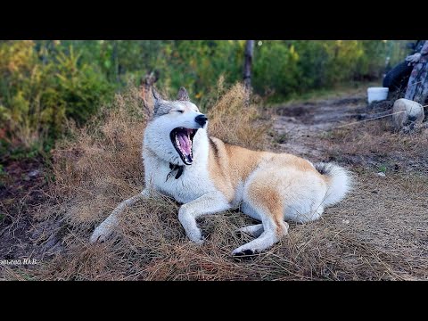 Видео: Тихий час рядом