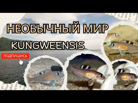 Видео: Дом для маленькой цихлиды, A Home for a Tiny Cichlid Neolamprologus Kungweensis