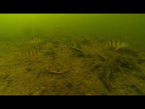 Видео: Подводные съёмки на зимней рыбалке на экшн камеру.