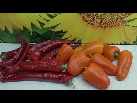 Видео: О ЗАГОТОВКЕ СЕМЯН ПЕРЦА ПОДРОБНО. Ольга Чернова.