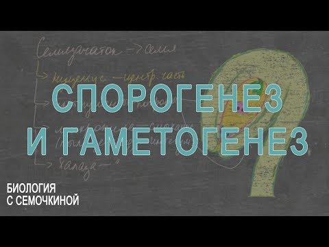 Видео: Спорогенез и гаметогенез растений