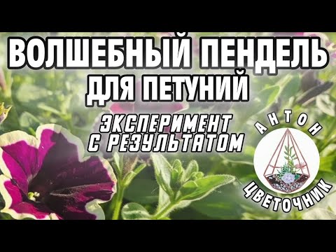 Видео: Как ускорить рост петуний? Эксперимент с результатом