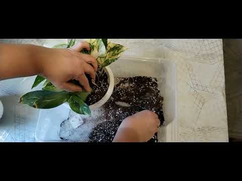 Видео: Пересадки. 06.10.2025г. 