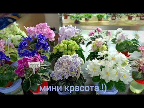 Видео: МОЯ КОЛЛЕКЦИЯ МИНИ ФИАЛОК. Обзор сортов!