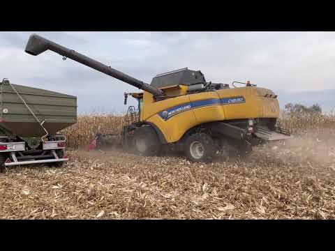 Видео: Уборка кукурузы. Комбайн New Holland CX 8.80 с жаткой Capello Diamant 8.