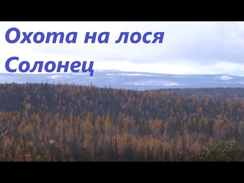 Видео: Охота на лося с лайкой. Строительство солонца. 3 серия.