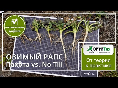 Видео: Озимый рапс Сингента. Пахота или No-Till? Гибриды Торес и НК Текник.