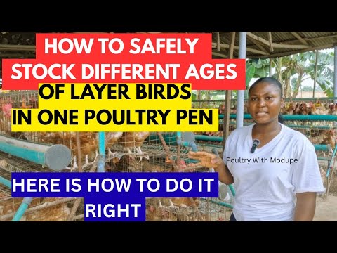 Видео: Как безопасно содержать несушек разного возраста в одном загоне | Вот как это сделать правильно